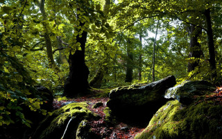 Mossy forest rocks trees nature - mossy rock and trees free wallpaper