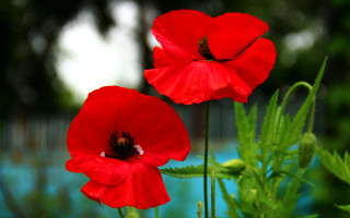 Red flowers garden pool bokeh - two red flower free wallpaper