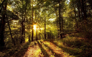 Dirt road forest sunlight trees - a dirt road in the middle of a forest free wallpaper