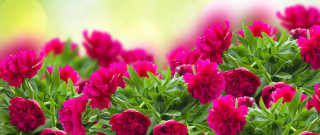 Pink flowers green leaves bouquet - celia fiennes free wallpaper for desktop