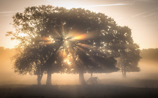 Tree sunshine fog cow nature - a cow free wallpaper