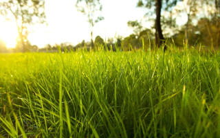 Sunshine forest tree grass bokeh - a field of grass free wallpaper for desktop
