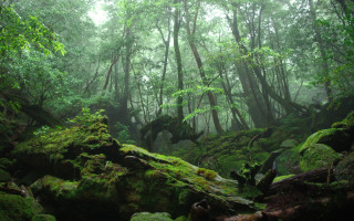 Forest moss rocks trees foggy - a foggy sky free wallpaper