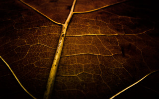 Leaf stem light dark macro - the end free wallpaper for desktop