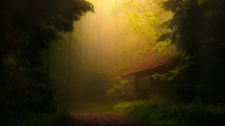 Path woods cabin trees grass - atmospheric lighting free wallpaper for desktop