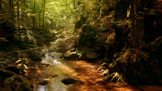 Stream lush green forest trees 2 - fallen free wallpaper