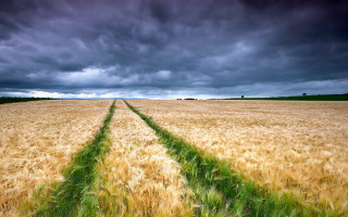 Cloudy sky field grass horizon - stormy weather free wallpaper