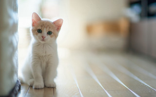 Small white kitten wooden floor - a wooden floor next free wallpaper