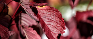 Red leaf hanging branch macro - a red leaf free wallpaper for desktop