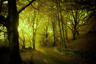Path woods trees stone wall - a yellow light free wallpaper