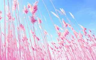 Pink cherry blossoms blue sky 2 - david diao free wallpaper