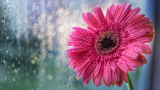 Pink flower water drops window - free rain wallpaper for desktop