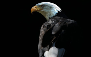 Bald eagle white head black - a white head free wallpaper