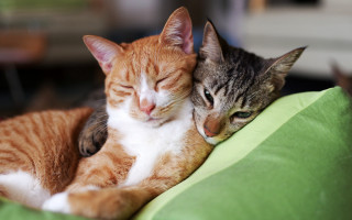 Cats cuddling green pillow sleeping - its eye free wallpaper