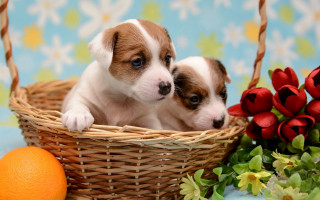 Puppies basket flower orange autumn - two puppy free wallpaper