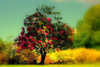 Tree red flowers field yellow - nature free wallpaper
