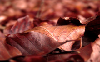 Leaves closeup autumn macro blurry - a close up of a bunch free wallpaper
