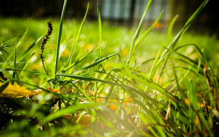 Grass building sunlight depth blur - free nature wallpaper