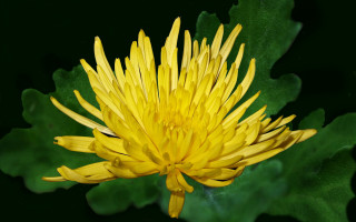Yellow sunflower green leaf digital - a green leaf in the foreground free wallpaper