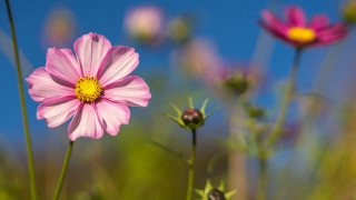 Pink flower yellow center field - blue sky in the background free wallpaper