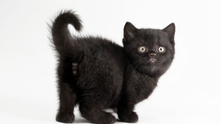 Black kitten surprised tail white - black background free wallpaper