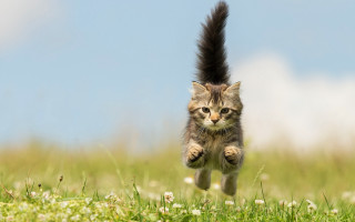 Cat running grass tail air - a cat free wallpaper