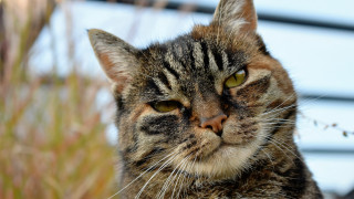Cat striped face yellow eyes - striped free wallpaper