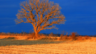 Lone tree autumn leaves sunset - a lone tree in a field free wallpaper for desktop