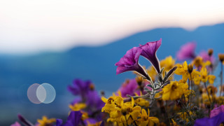 Flowers field macro blur sunflower - a bunch of flowers free wallpaper for desktop