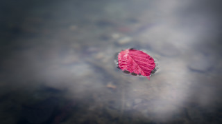 Floating leaf water sky clouds - top of a body free wallpaper
