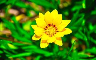 Yellow flower red center green - a green field of grass free wallpaper for desktop
