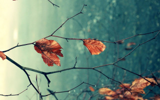 Branch leaves autumn blurry outdoor - a few leaf free wallpaper for desktop