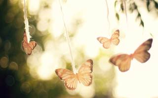 Butterflies string forest sunlight magical - a group of butterflies free wallpaper