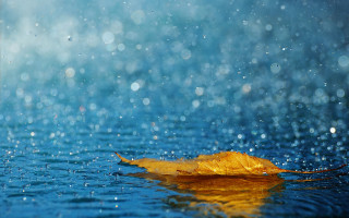 Leaf water rain blue sky - rain free wallpaper for desktop