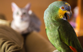 Green parrot gray cat reflection - a green parrot free wallpaper