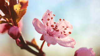 Pink flower branch blue sky 3 - claire dalby free wallpaper for desktop