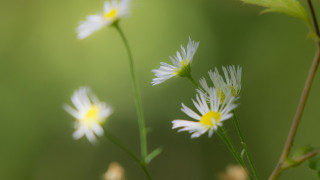 Daisy closeup blurry background macro - daisy free wallpaper