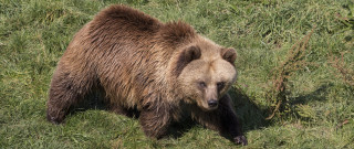 Brown bear grassy field forest - free animals wallpaper