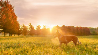 Dog sunset field trees anamorphic - the sun setting behind free wallpaper