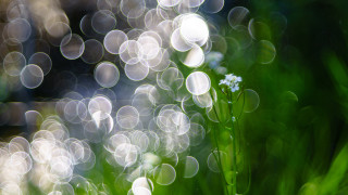 Blurry flower bokeh macro water - a blurry background of grass free wallpaper for desktop