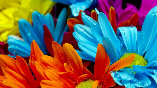 Colorful flower water droplets macro 2 - vibrant color free wallpaper