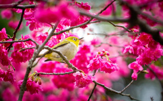 Bird branch cherry blossoms spring 3 - nature free wallpaper