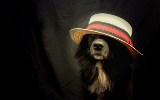Dog hat black background animal - a black background behind free wallpaper