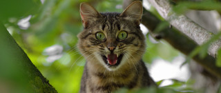 Cat open mouth tree blurry - mouth wide open free wallpaper