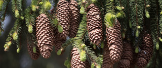 Pine cones branch forest nature - needle free wallpaper
