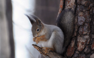 Squirrel tree branch winter nut - a nut free wallpaper