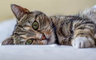 Cat wide eyed bed blurry - the pillow free wallpaper
