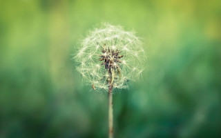 Dandelion blowing wind ecological macro - a dandelion free wallpaper for desktop