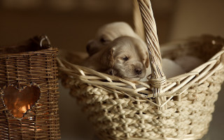 Puppies basket candle heart art - two puppy free wallpaper