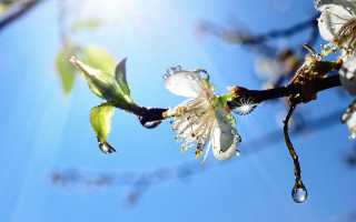 Branch water drops blue sky - water drop free wallpaper